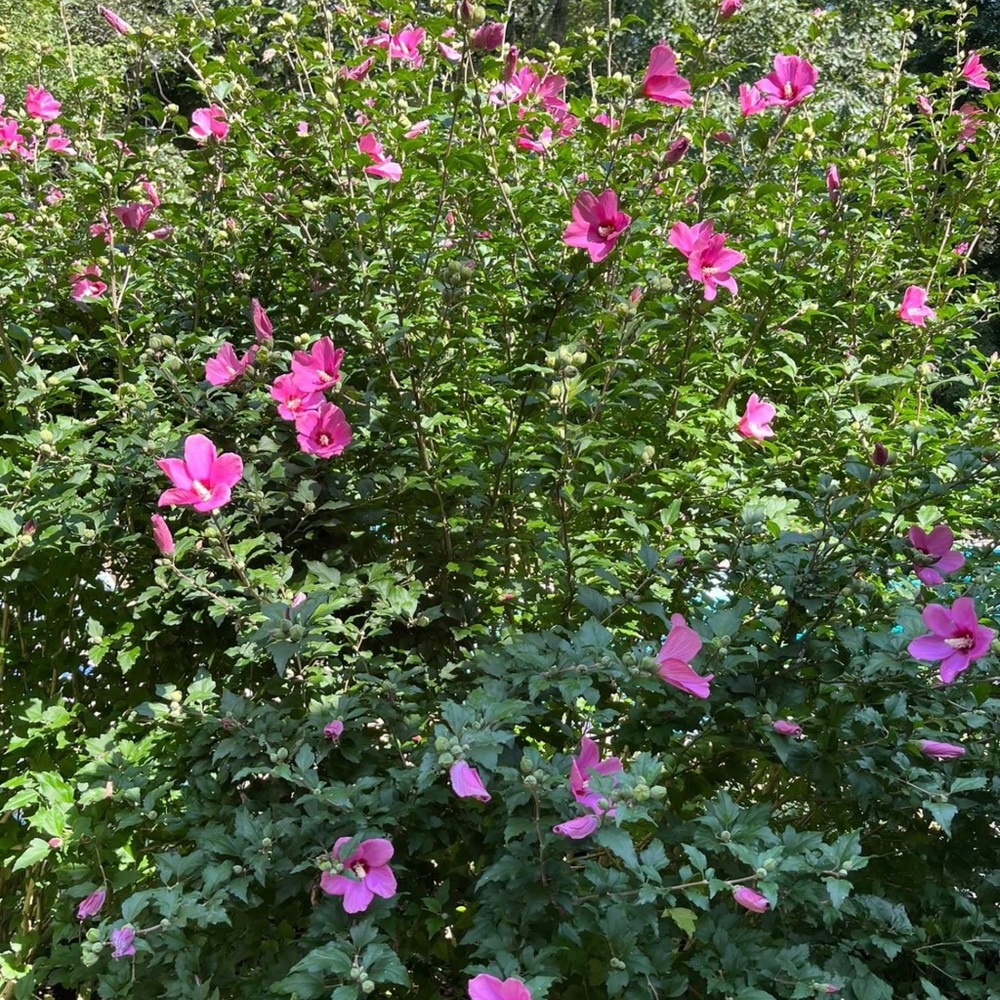 Rose of Sharon Seeds